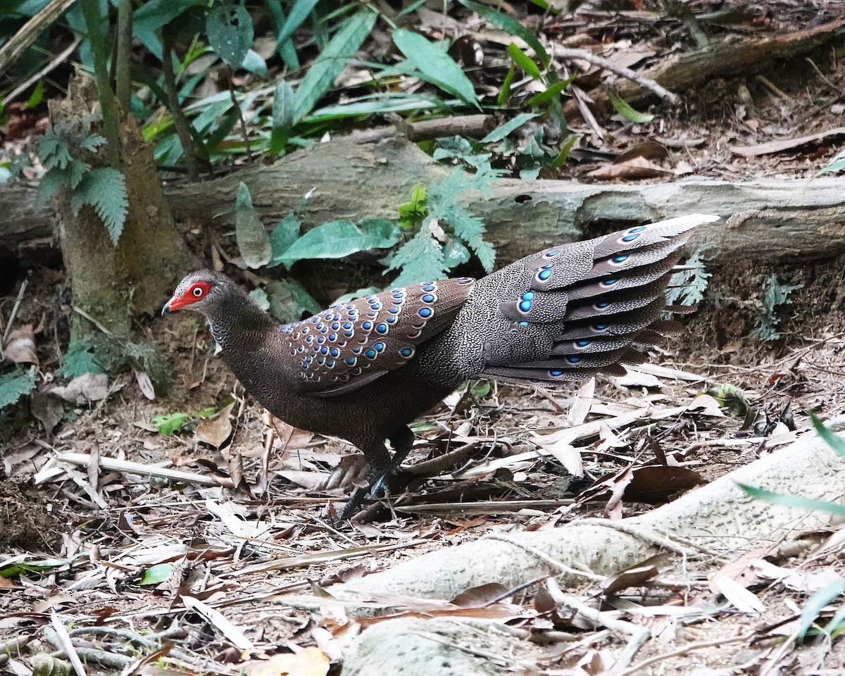 Hainan Peacock-Pheasant - ML646895629