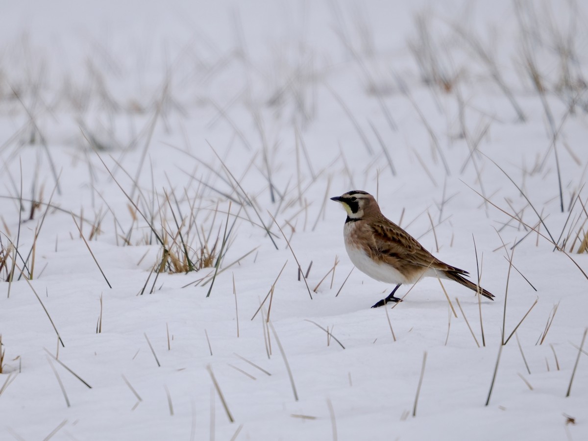 צחיחנית חרמון - ML646895630