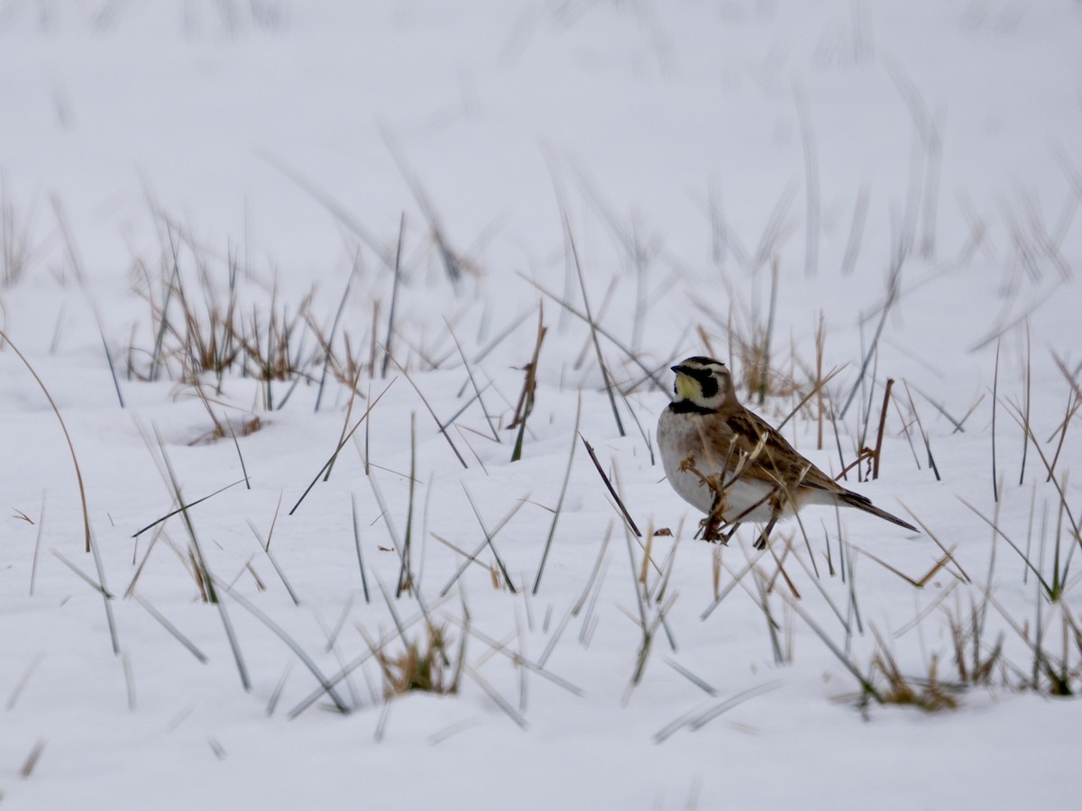 צחיחנית חרמון - ML646895631