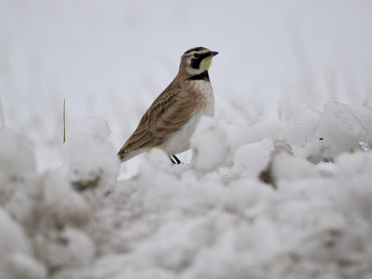 צחיחנית חרמון - ML646895632
