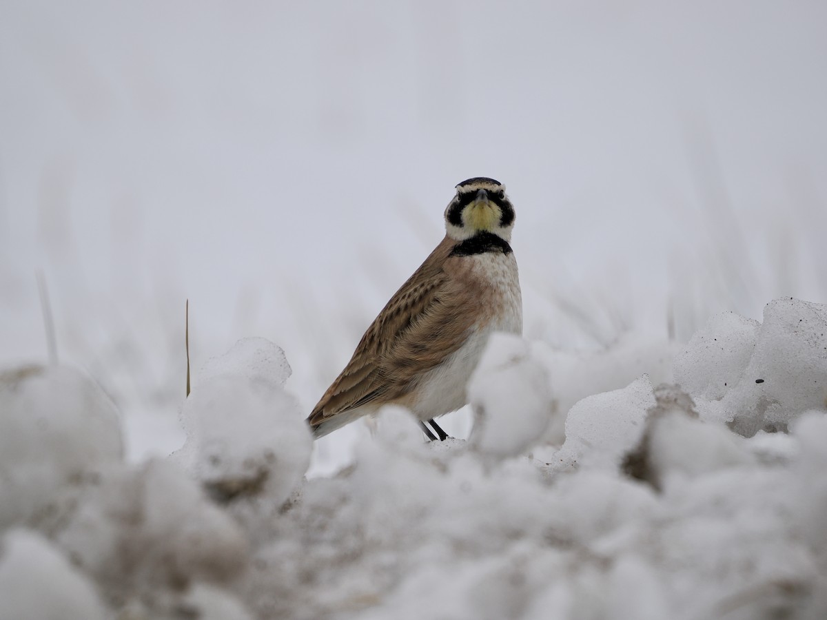 צחיחנית חרמון - ML646895633