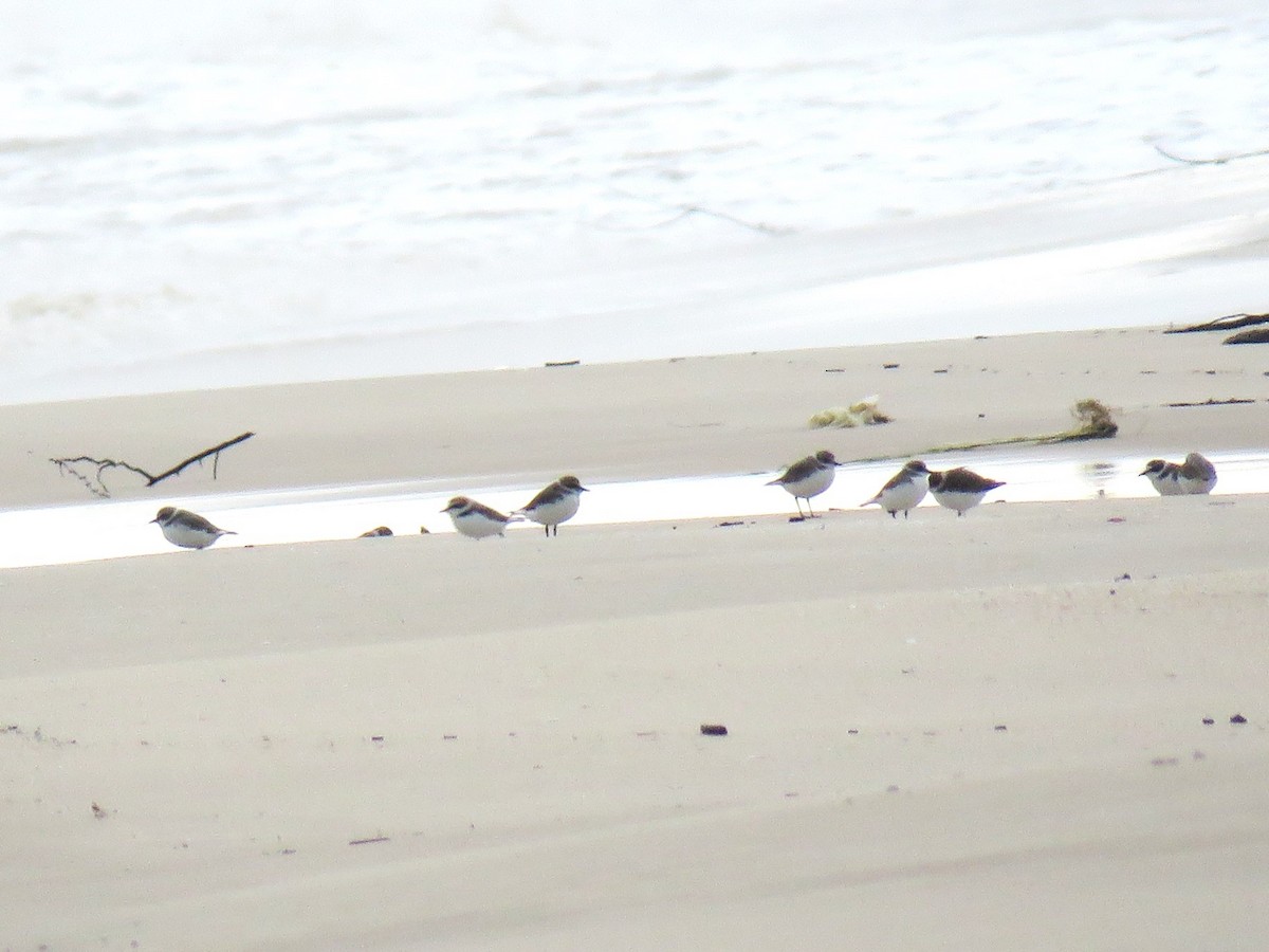 Kentish Plover - ML646895634