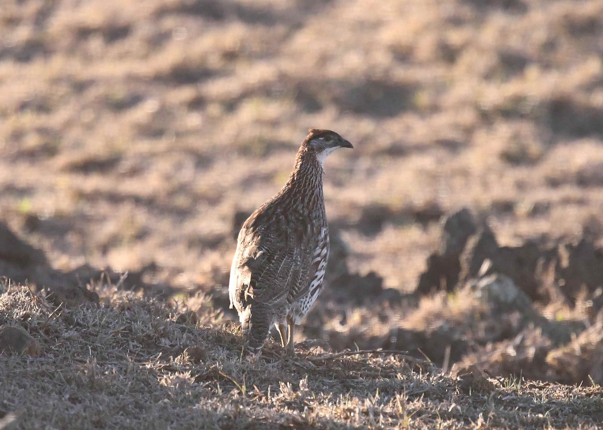 クロガオシャコ - ML646895636