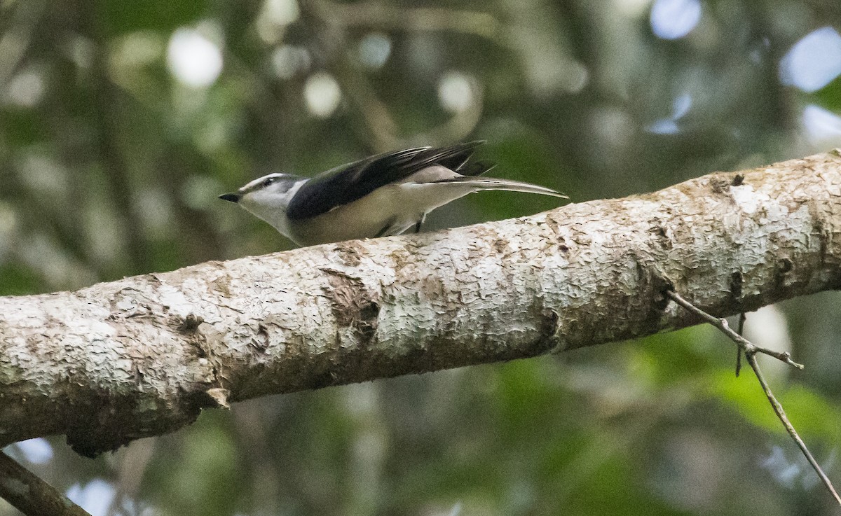 Личинкоїд бурий - ML646895637