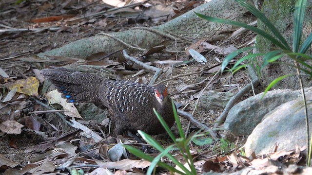 Hainan Peacock-Pheasant - ML646895638