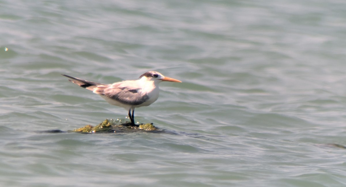 Lesser Crested Tern - ML646895640