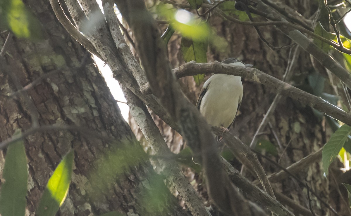 White-browed Shrike-Babbler (Dalat) - ML646895641
