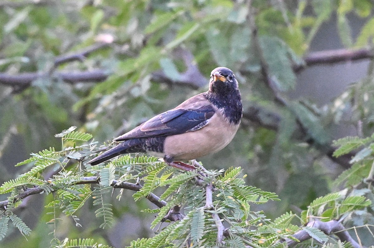Rosy Starling - ML646895645