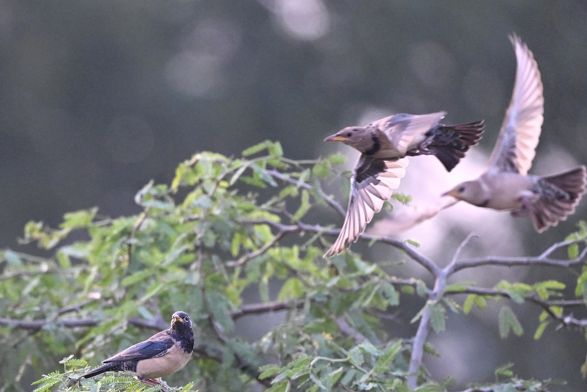 Rosy Starling - ML646895646
