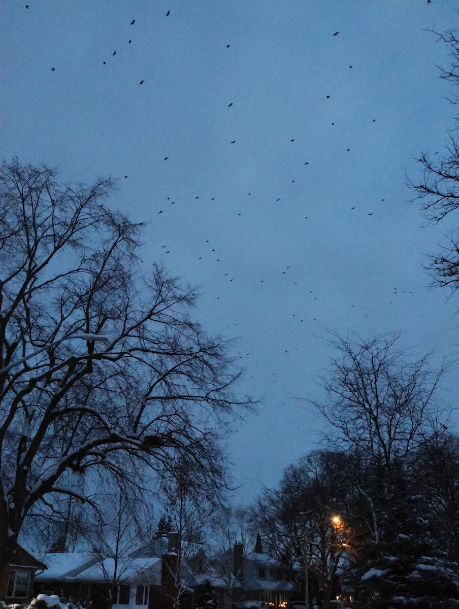 American Crow - ML646895647