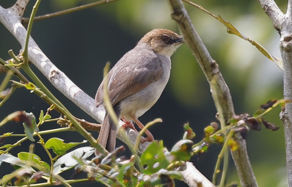 Singing Cisticola - ML646895648