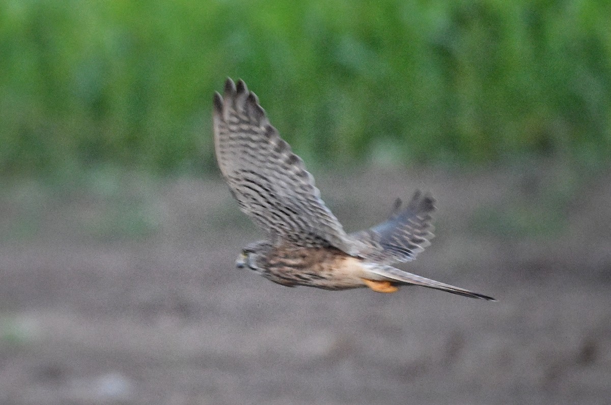 Eurasian Kestrel - ML646895652