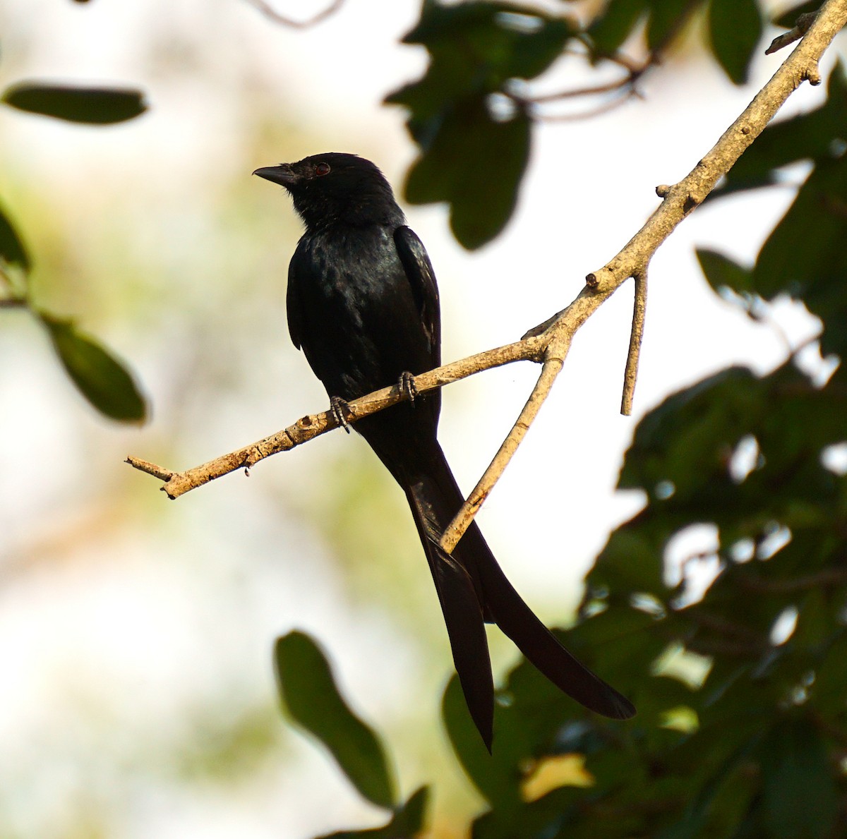 Black Drongo - ML646895653