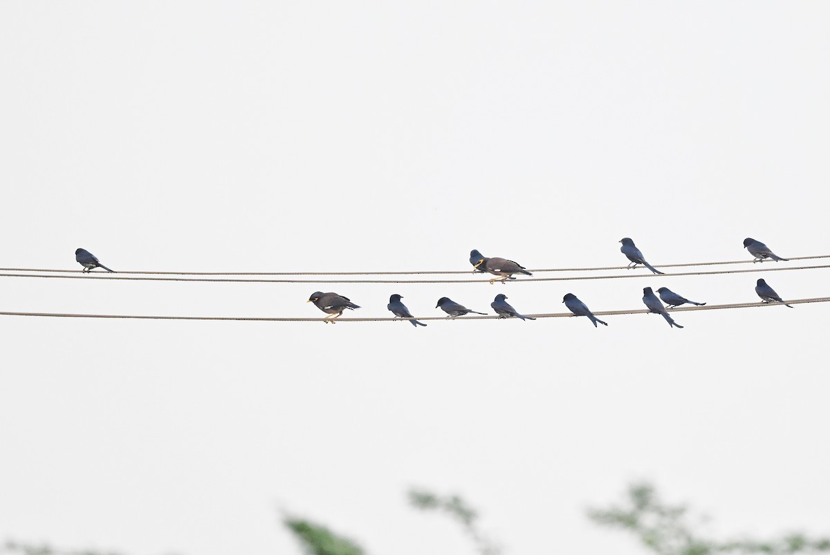 Black Drongo - ML646895654