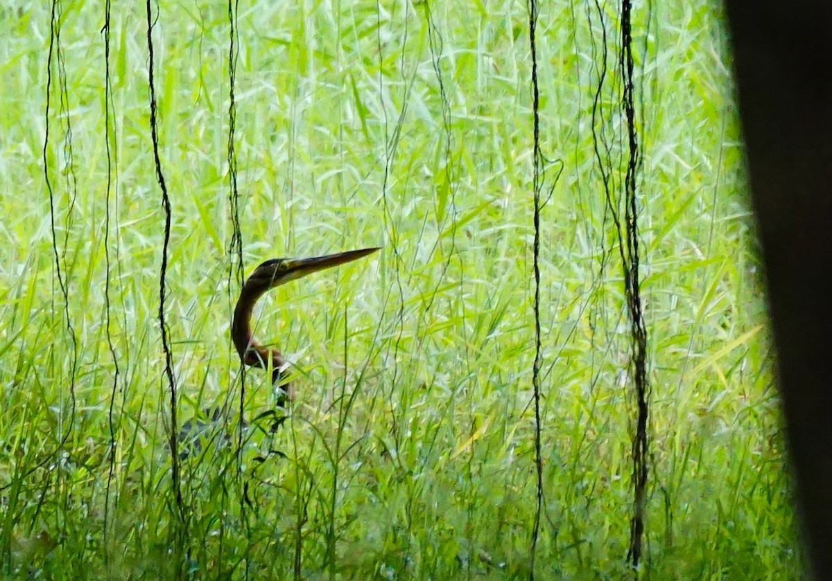 Purple Heron - ML646895655