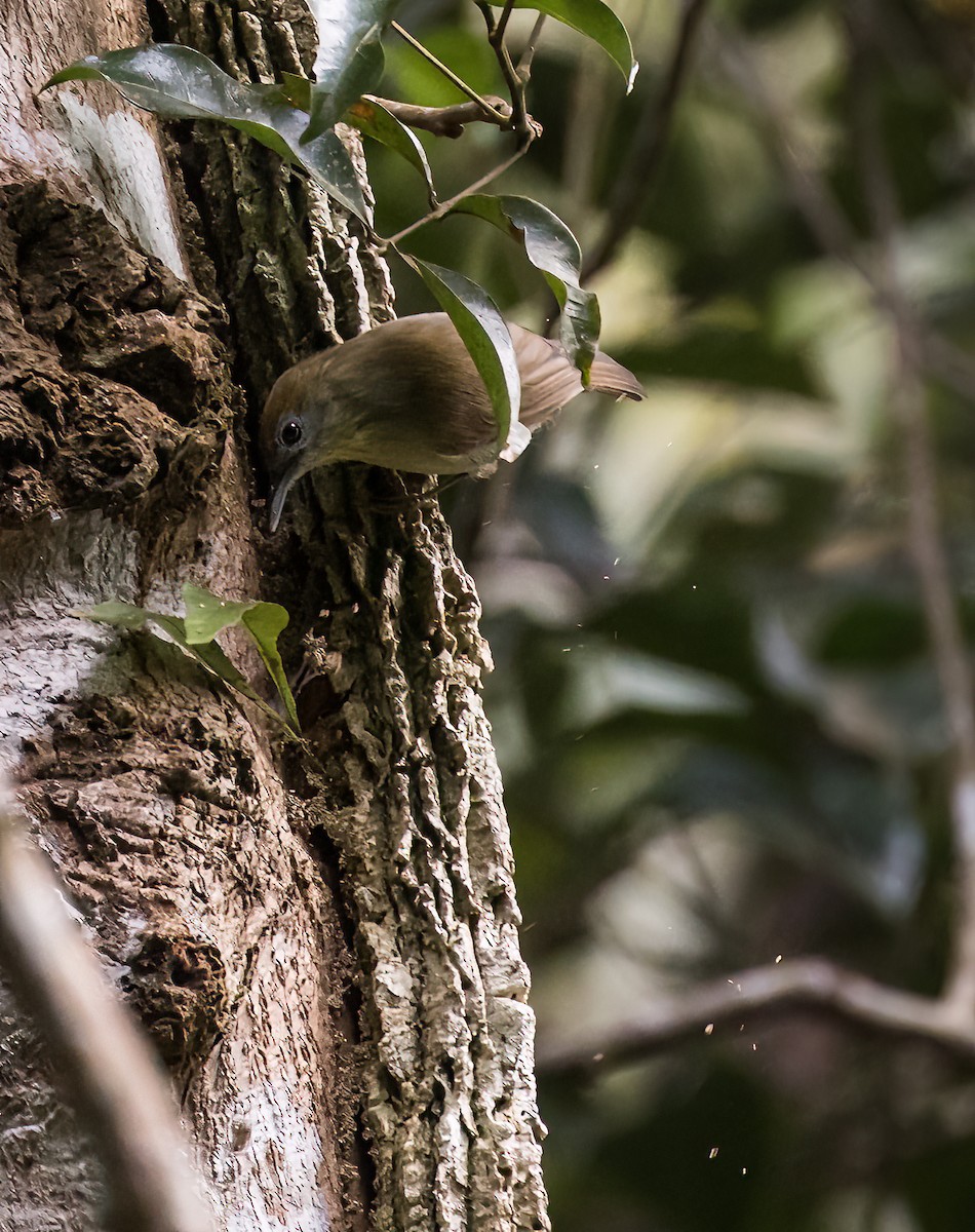 Gray-faced Tit-Babbler - ML646895656