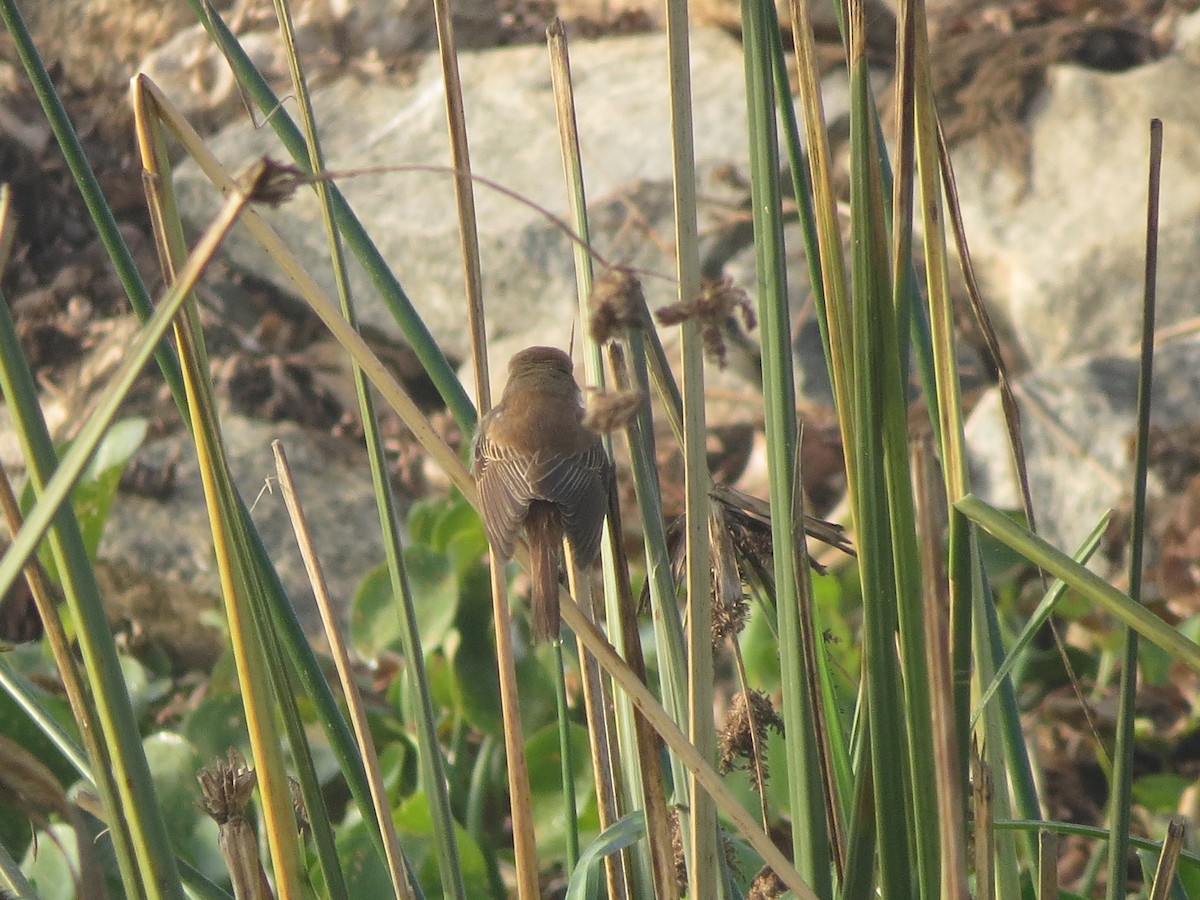 Brown Shrike - ML646895657