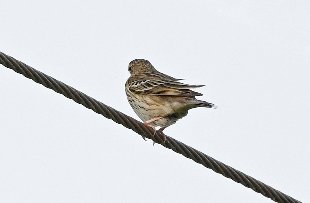 Tree Pipit - ML646895658