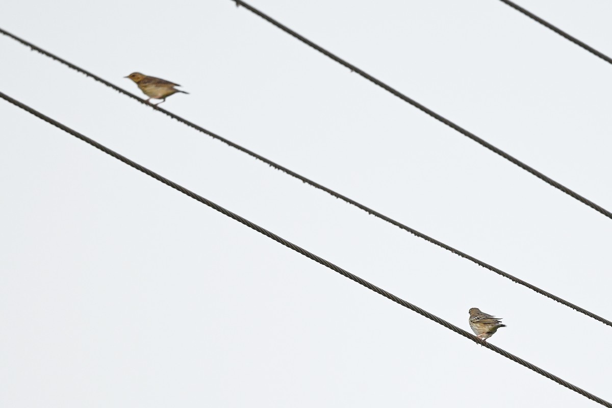 Tree Pipit - ML646895659