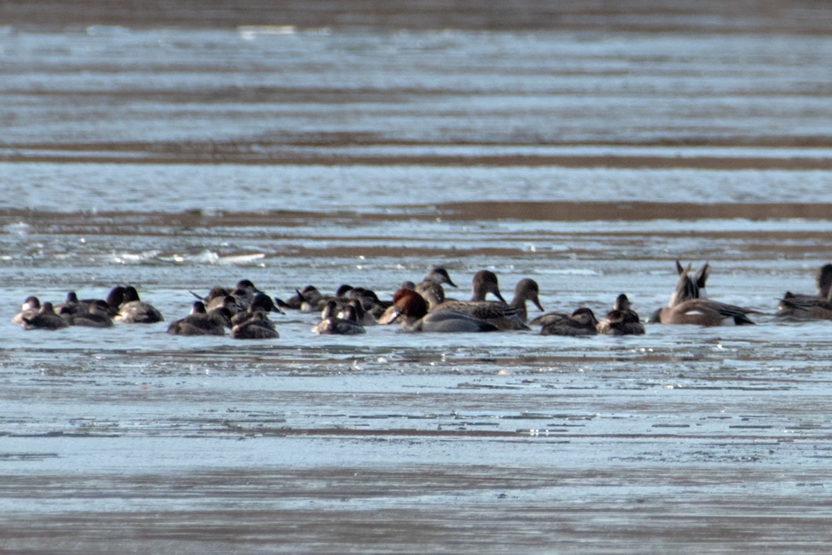 Redhead - ML646895660