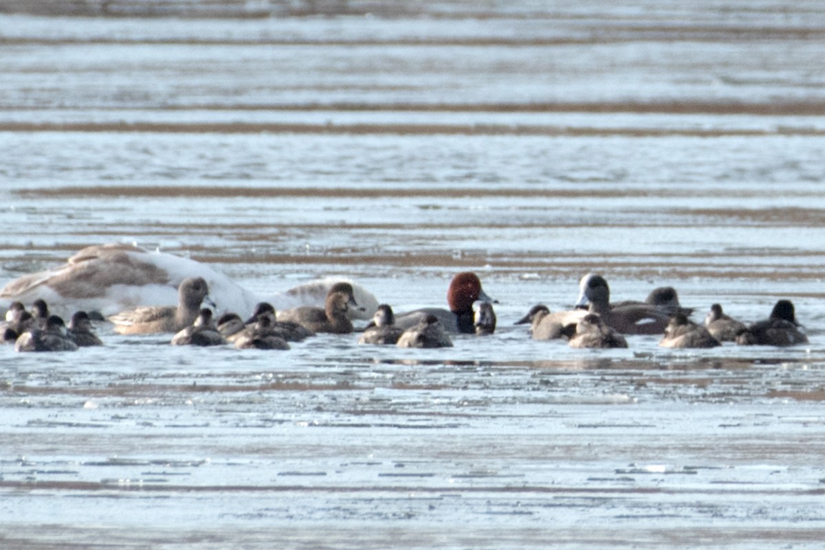 Redhead - ML646895661