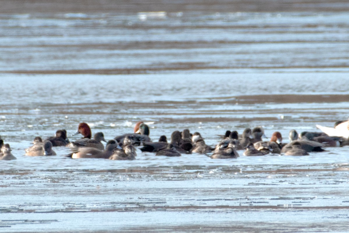 Redhead - ML646895662