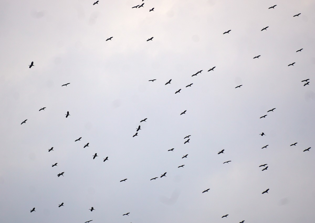 Asian Openbill - ML646895663