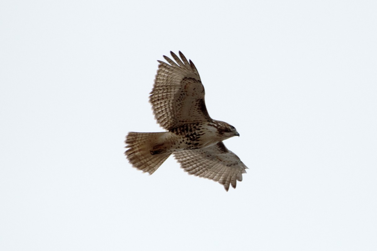 Red-tailed Hawk - ML646895665