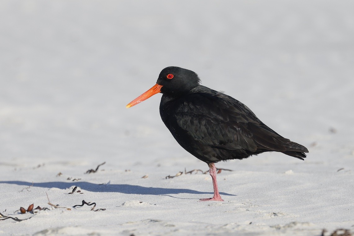 Variable Oystercatcher - ML646895667