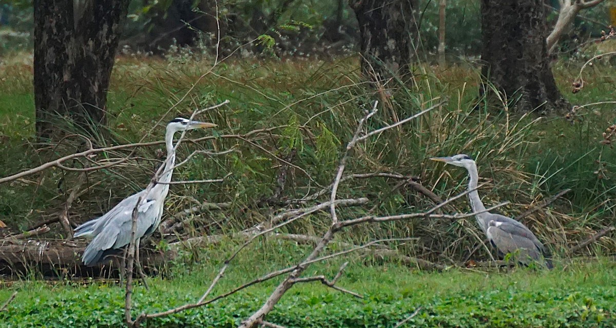 Gray Heron - ML646895668