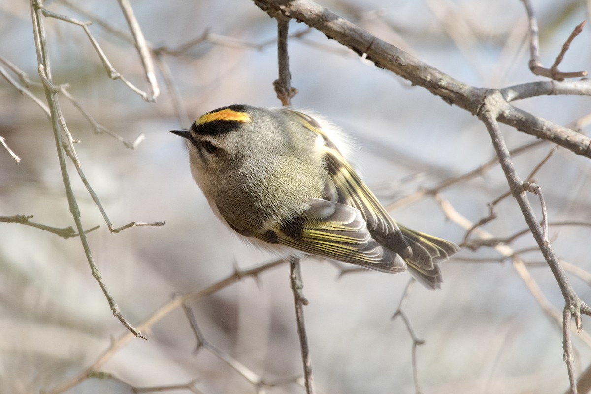 Golden-crowned Kinglet - ML646895669
