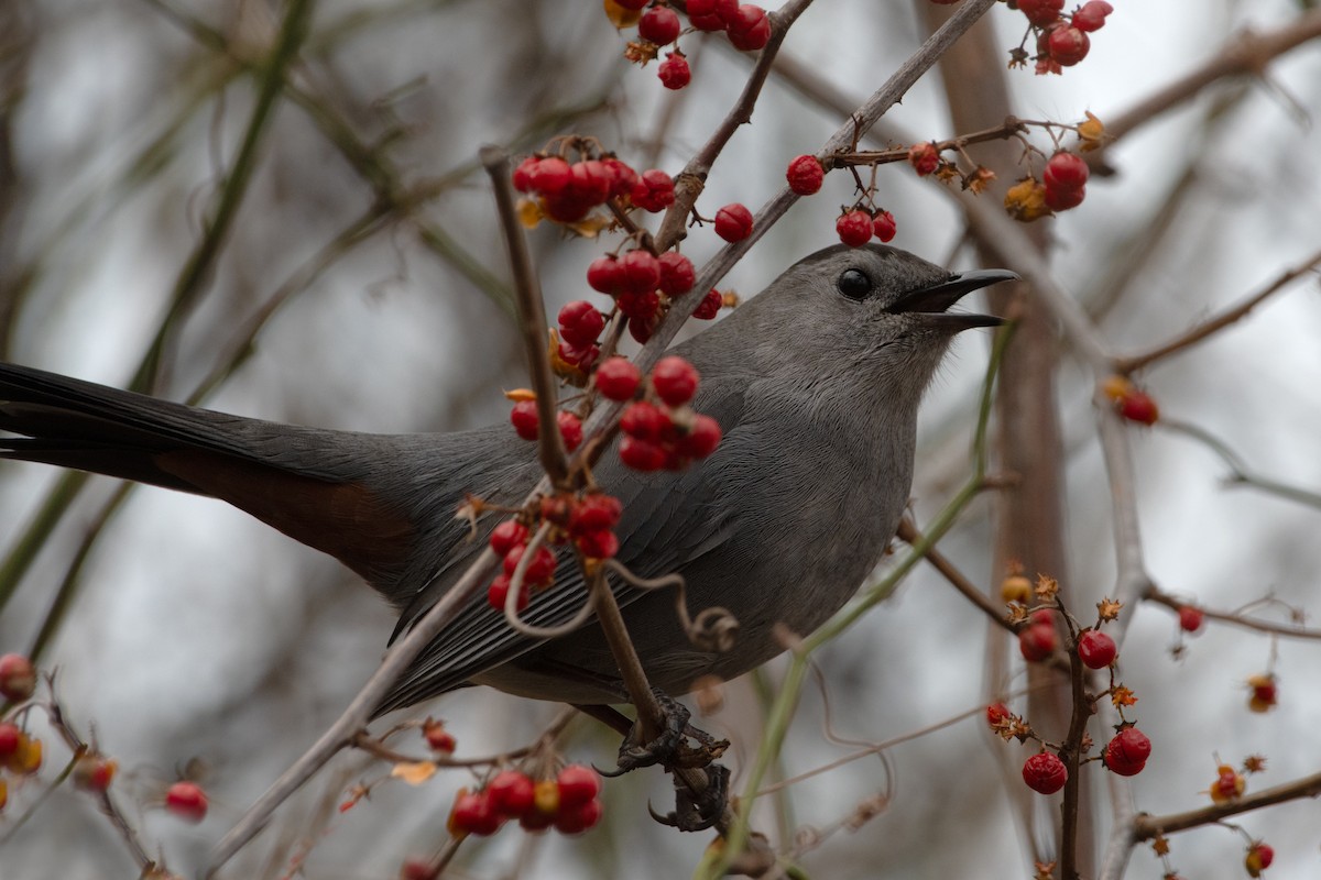Gray Catbird - ML646895670
