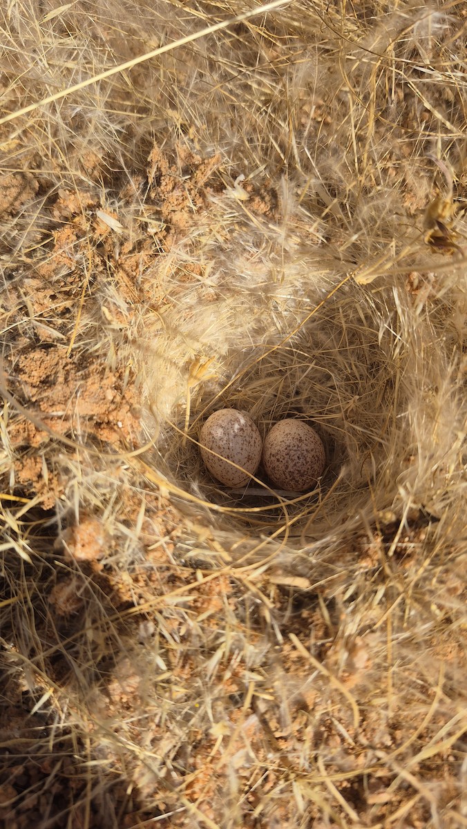 Stark's Lark - ML646895671