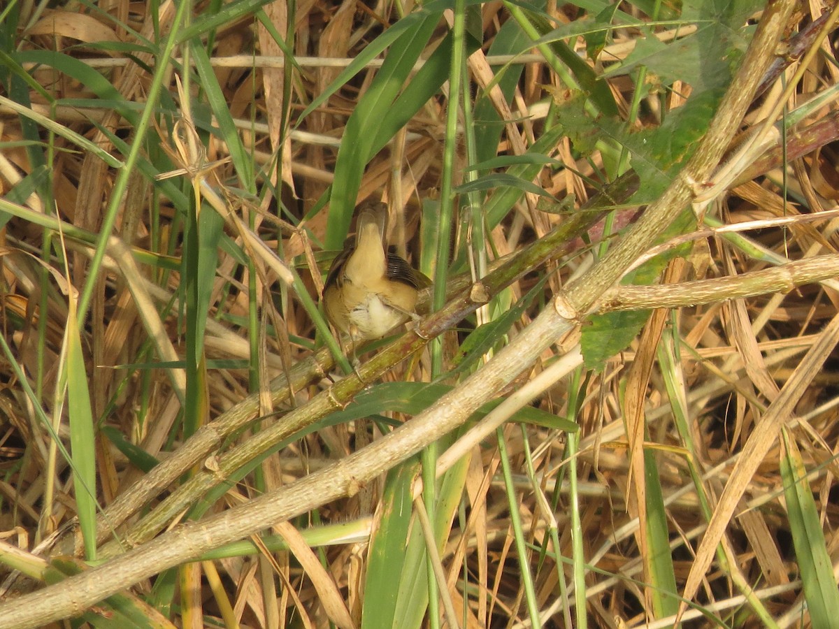 Blyth's Reed Warbler - ML646895672