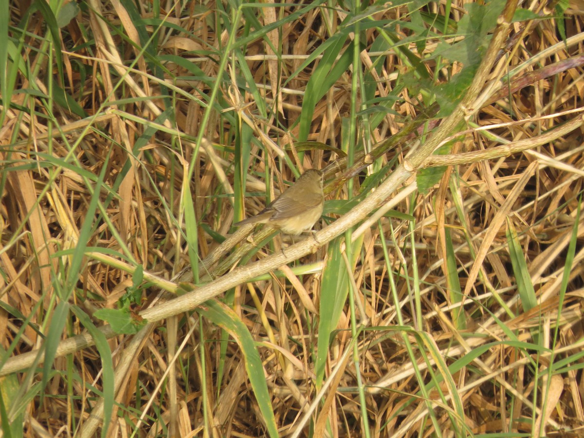 Blyth's Reed Warbler - ML646895673
