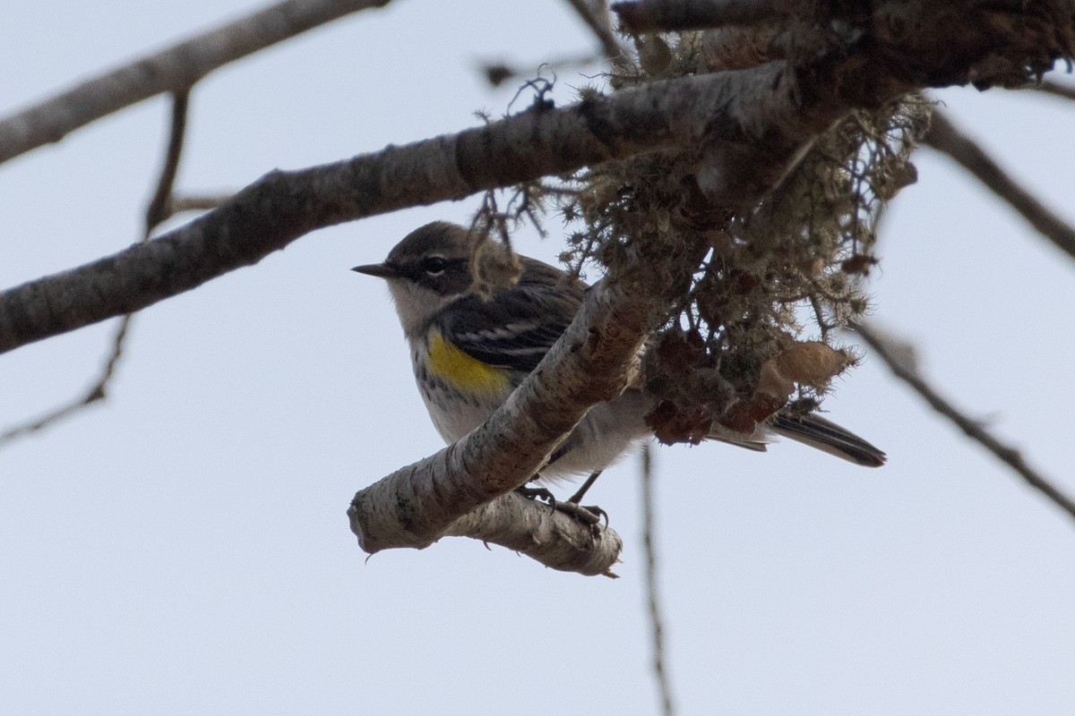 Yellow-rumped Warbler - ML646895675