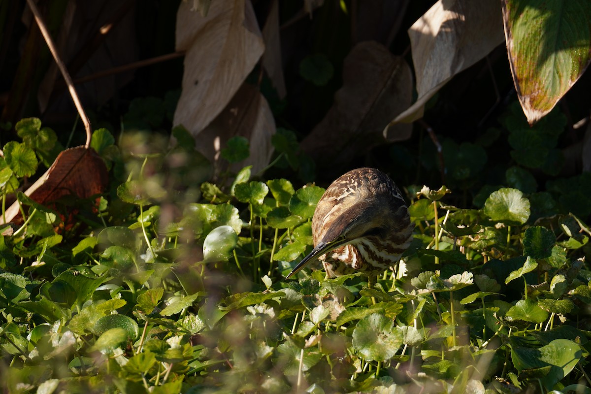 American Bittern - ML646895676