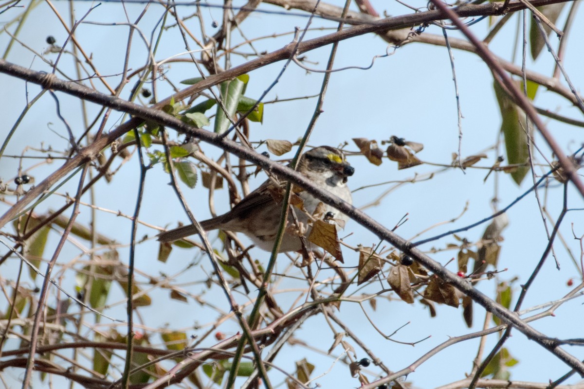 White-throated Sparrow - ML646895677