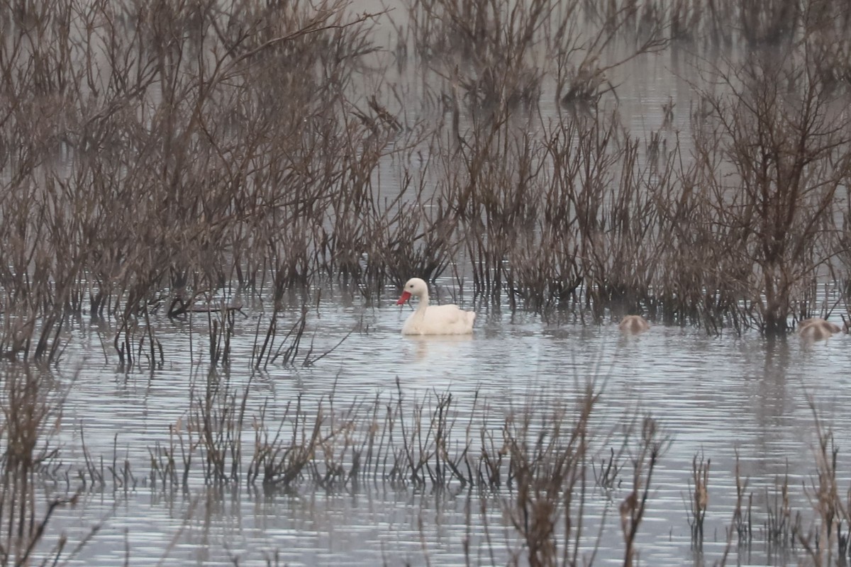 Coscoroba Swan - ML646895678