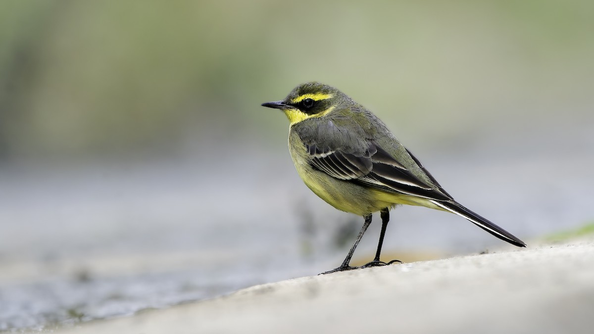 Eastern Yellow Wagtail - ML646895679