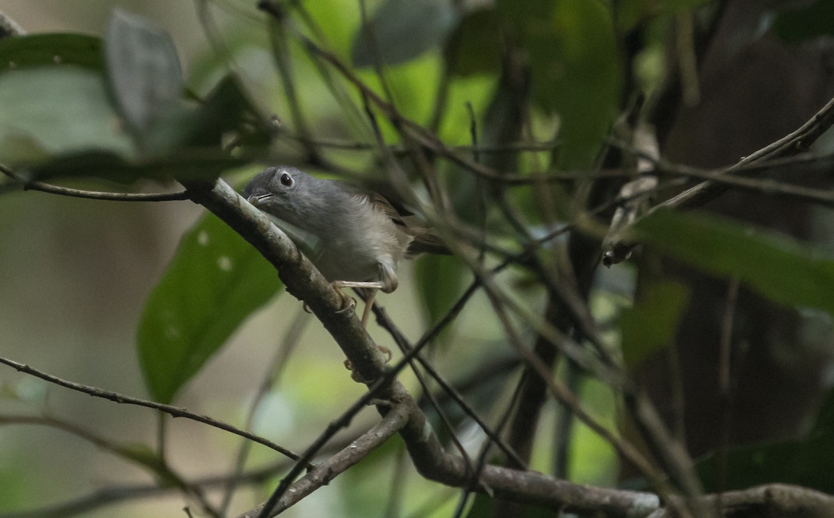 Mountain Fulvetta - ML646895680
