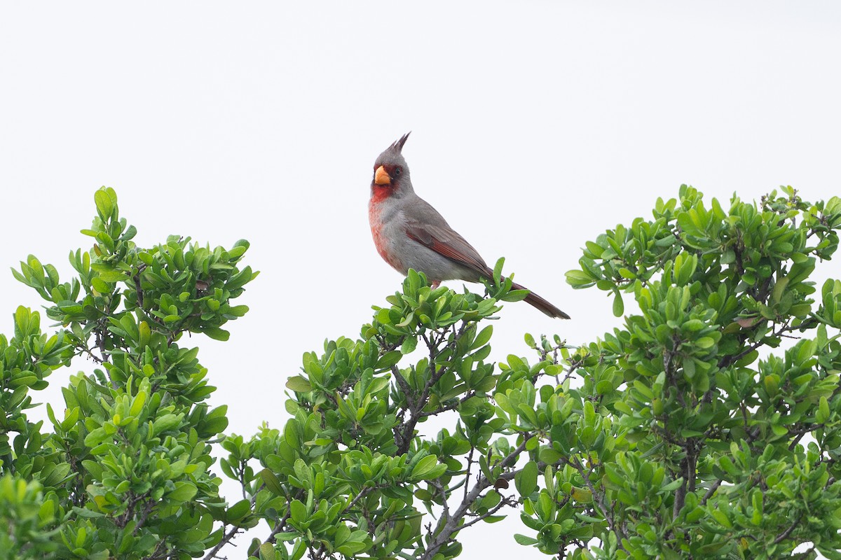 Pyrrhuloxia - ML646895681