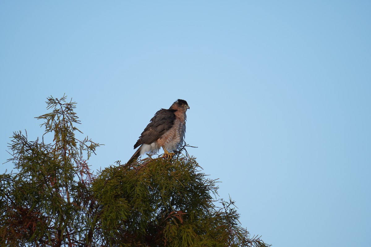 Cooper's Hawk - ML646895684