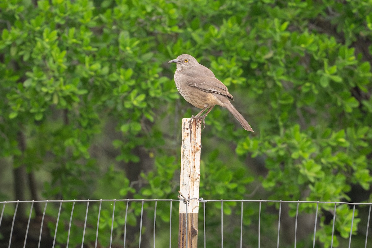 Curve-billed Thrasher - ML646895685