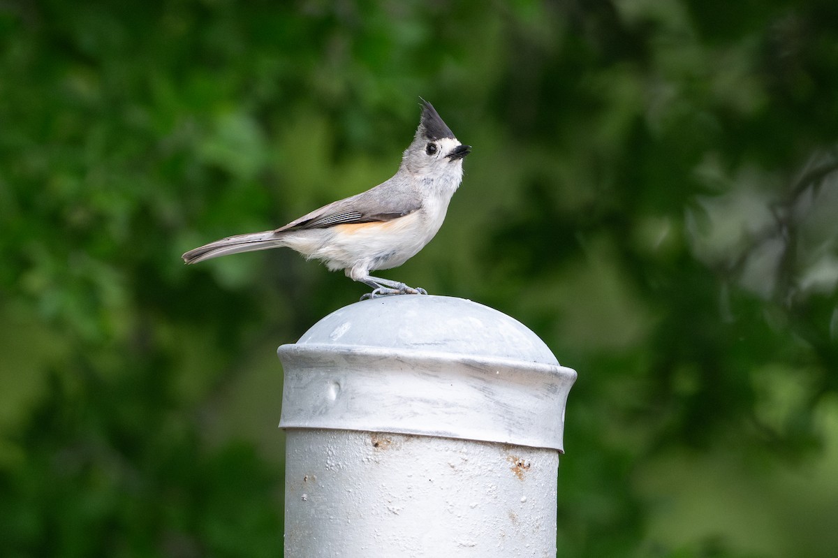 Mésange à plumet noir - ML646895687