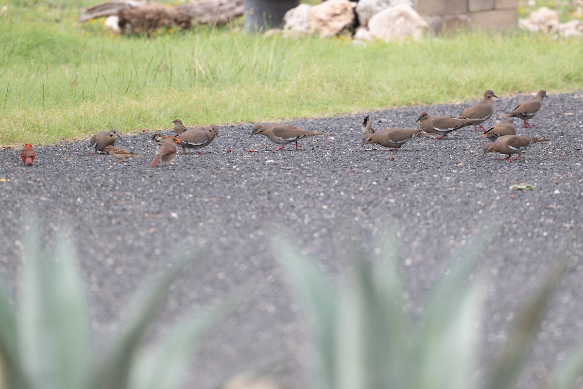Tourterelle à ailes blanches - ML646895689