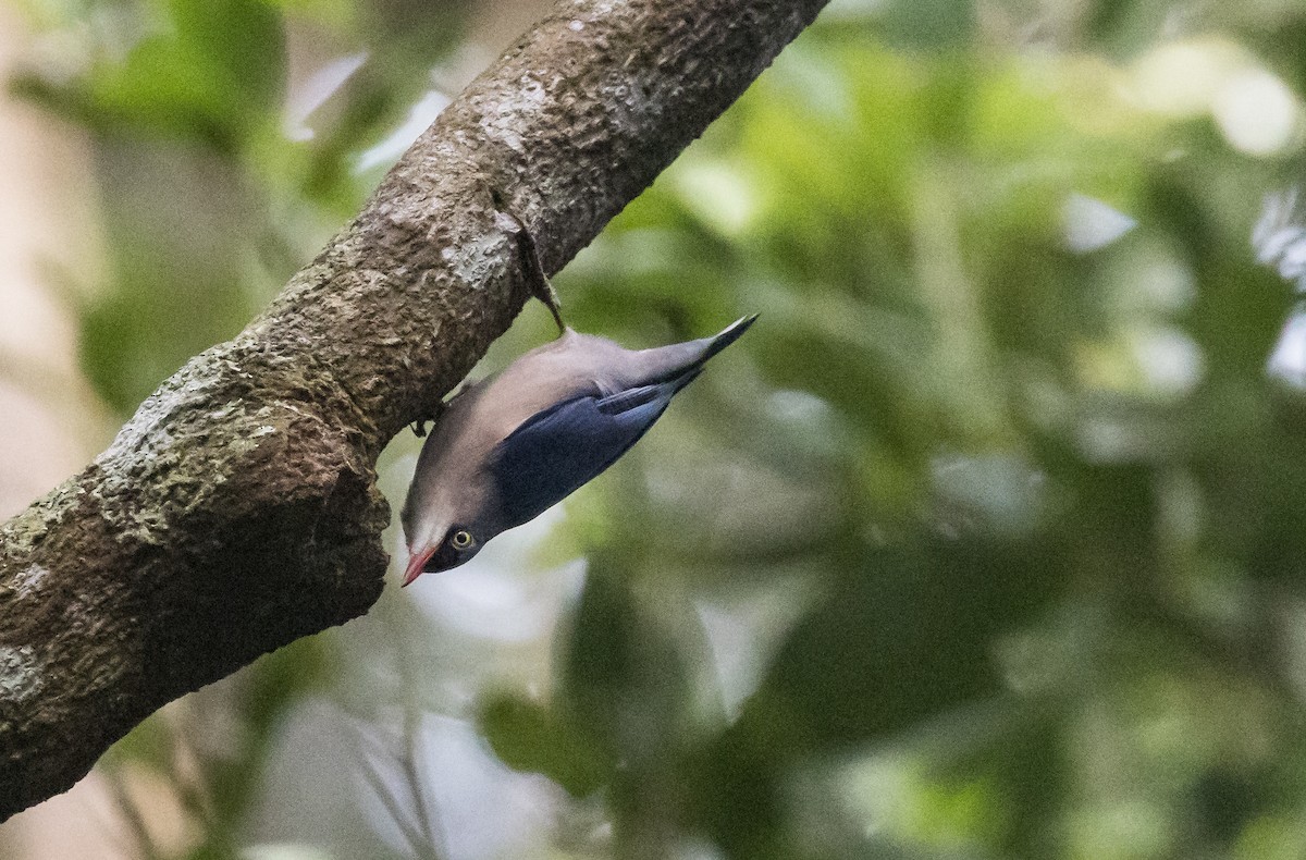 Velvet-fronted Nuthatch - ML646895692