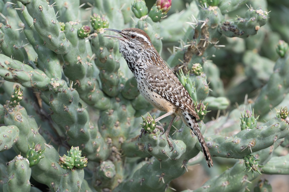 Troglodyte des cactus - ML646895693
