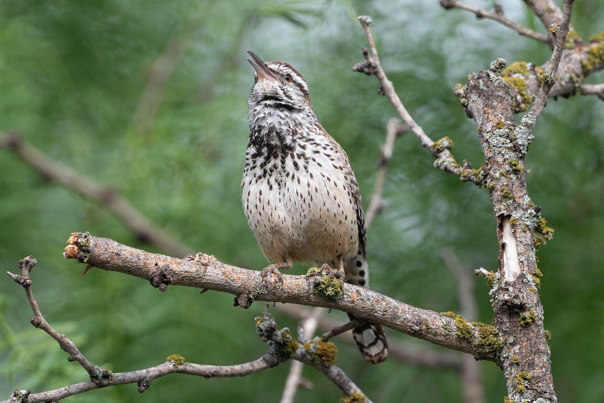 Troglodyte des cactus - ML646895694