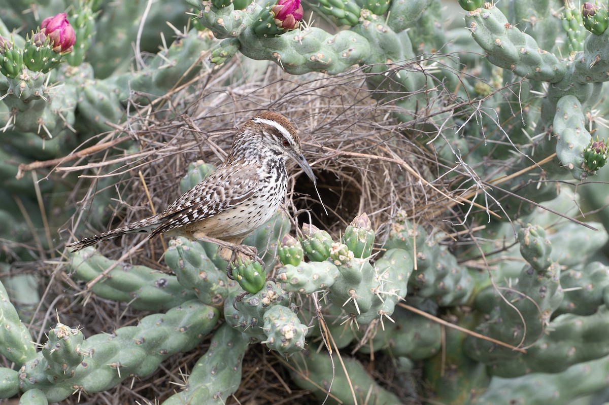 Troglodyte des cactus - ML646895695